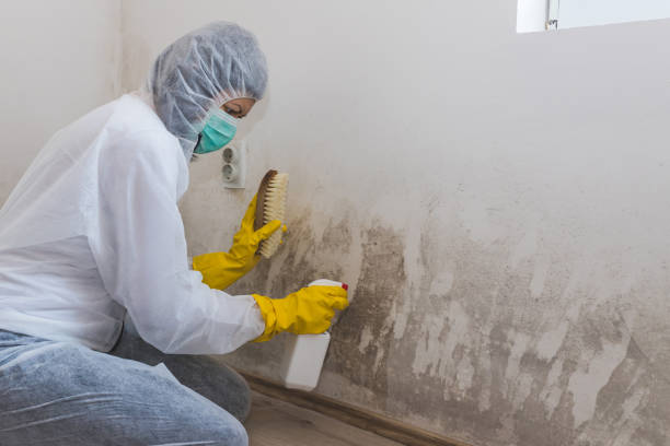 Best Black Mold Removal  in Sharon, PA