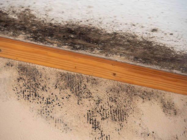 Best Basement Mold Removal  in Sharon, PA